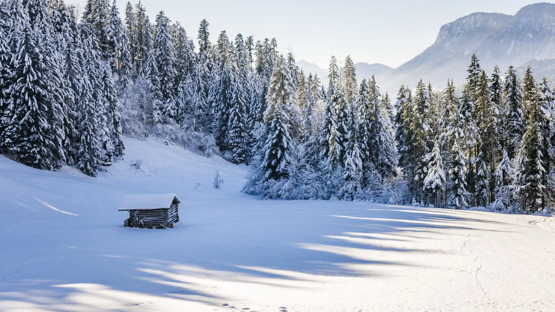 Verschneite Landschaft mit Tannenbäumen und einer kleinen Hütte in Scheffau